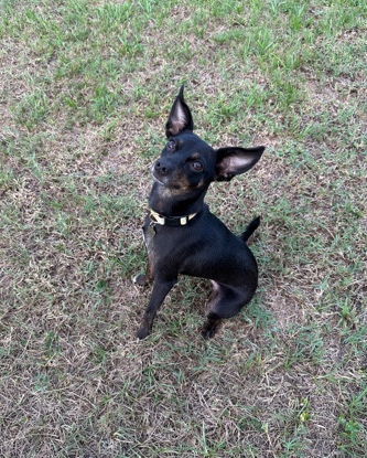 mini Pinscher