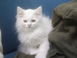 Persian (Modern) - Persian kitten  available for adoption in Siroli