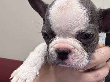French Bulldog – blue/white male french bulldog – New Boston