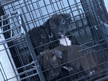 American Pit Bull Terrier – pitbull puppies in Joliet Il – Joliet