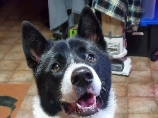 Akita – looking for an active home – Bella Vista