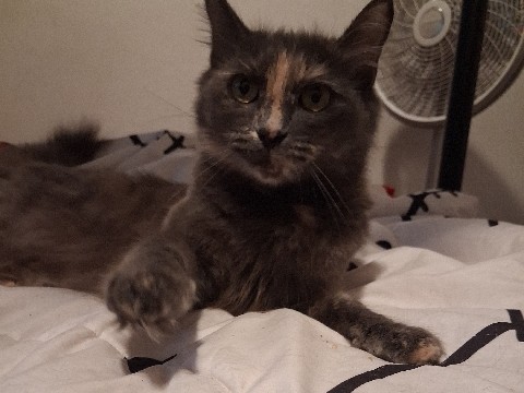 kitty – Fresno