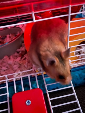 Any – Syrian Golden Hamster