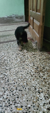 German Shepherd – 45 days double coat german Shepherd