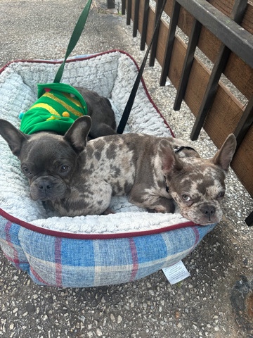 French Bulldog – Frenchie Bulldogs