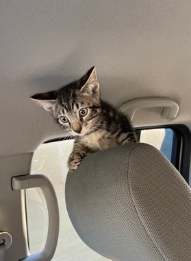 polydactyl kitten