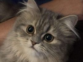 British Longhair - بيرشن هاف بيكي available for adoption in جدة