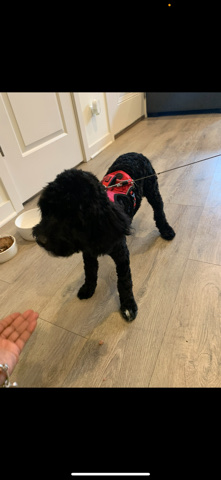 Cockapoo for sell