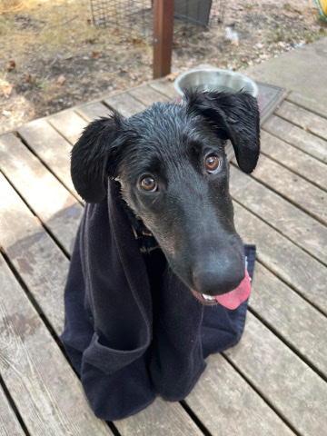 Labrador Retriever – Dexter Needs a new home