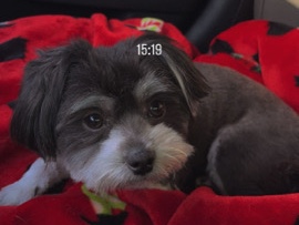 Pomeranian – Pomeranian / Shih Tzu – Raleigh