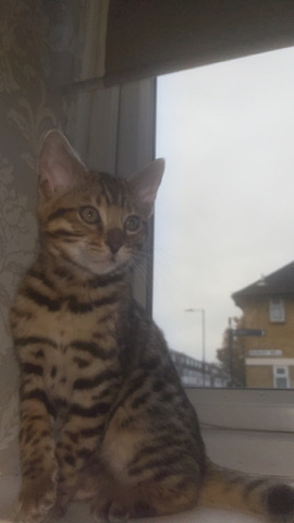 Bengal – Bengal kitten