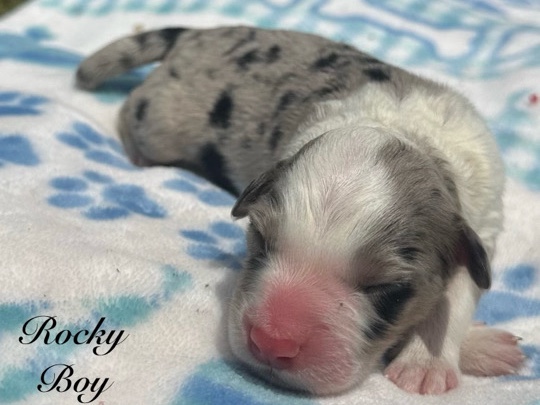 Australian Shepherd – Boy - Border Collie X Aussie – Oklahoma City
