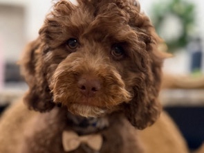 Cavapoo – Cavapoo boy – West Haven