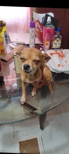 Chihuahua – 3y/o 4lb f applehead chihuahua