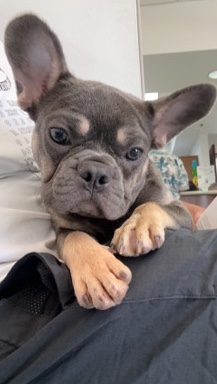 French Bulldog – Frenchies For sell