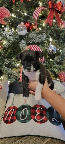 Boston Terrier – Puppy for adoption