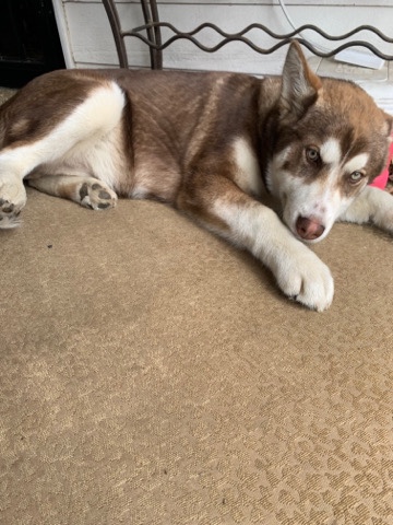 BEAR ( husky pup