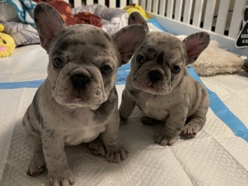 French Bulldog – Female Blue Merle French Bulldog 9 weeks – Laurel