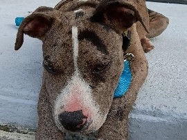 American Pit Bull Terrier – Friendly American Pit Bull Terrier Puppy – 4 Months Old – Baltimore