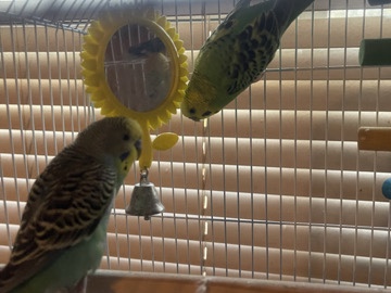 TWO PARAKEETS BLUE AND LIME COLOR!!!