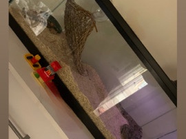 Ball Python with tank