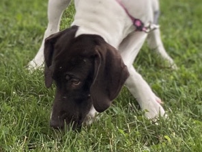 German Shorthaired Pointer – GSP PUPPIES FOR SALE. – Butler