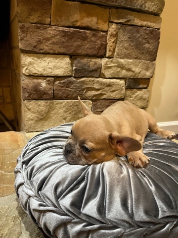 French Bulldog – Frenchie