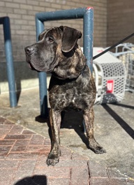 Perro de Presa Canario – Presa carnio 3yr ukc reg