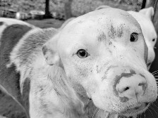 American Pit Bull Terrier – Meet Colbalt – Playful, Loving American Pit Bull Terrier Looking for Her Forever Home – Deming