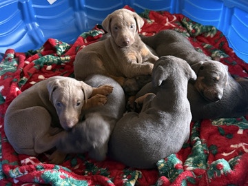 Doberman Pinscher – Akc Doberman – Fresno