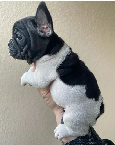 American Bulldog – American Bully dog