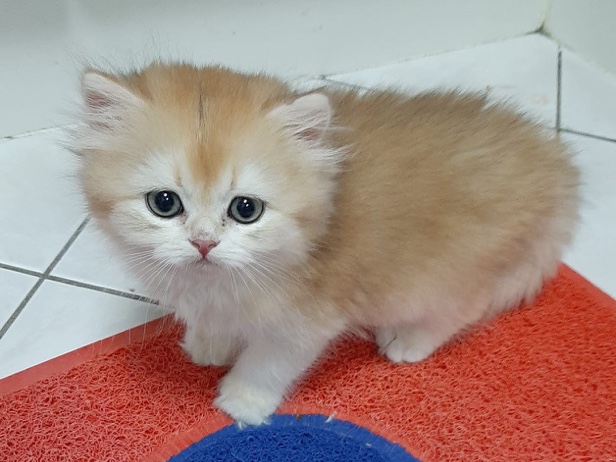 British Longhair – SOLD Ny11 Golden British longhair male – Abu Dhabi