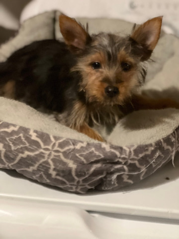 Australian Silky Terrier – Pickle