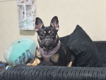 French Bulldog – Female French bulldog – Milton Keynes