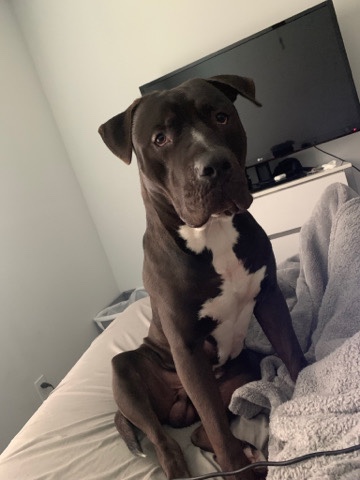 American Pit Bull Terrier – PITBULL FOR SALE!!!