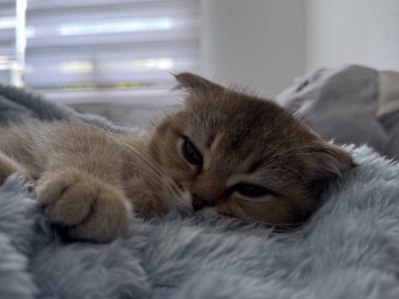 Image of Scottish Fold