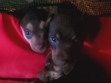miniature pinchers puppys