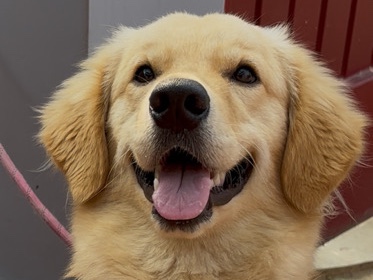Golden Retriever – Friendly 1-Year-Old Golden Retriever for Rehoming in Coimbatore – Coimbatore
