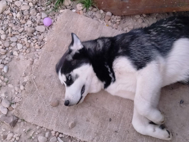 husky