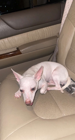 Chihuahua – chihuahua
