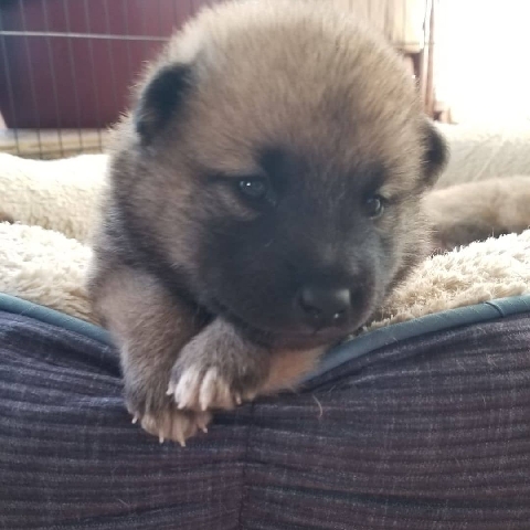 Keeshond/Shiba Inu puppies