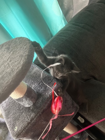 Russian Blue – cat gray free Ohio toledo