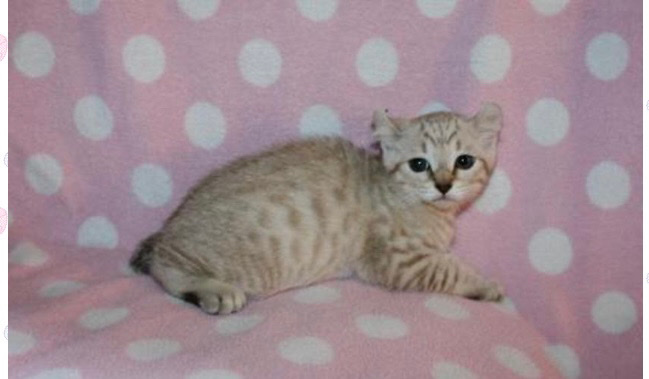highlander kittens ready now
