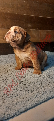 Bulldog – ready to go