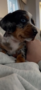 Dachshund – miniature dachshund boy