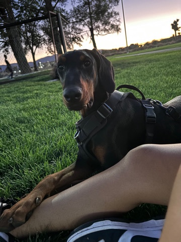 Doberman Pinscher – rocky