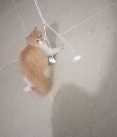 Persian (Traditional) – perian female kitten for sale