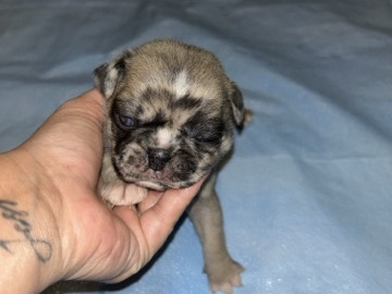 Pug – pug Puppies – Indianapolis