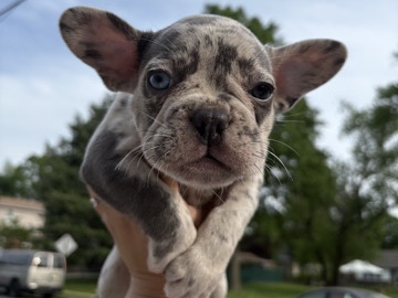 French Bulldog – French bulldog – Trenton