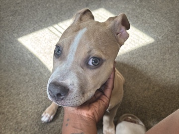 American Pit Bull Terrier – saadiiee – Cohoes